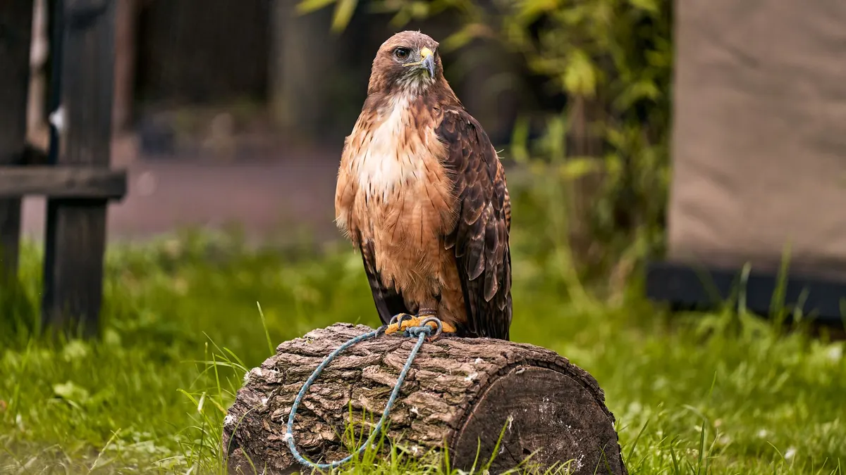 7 Common Mistakes When Tethering a Bird of Prey