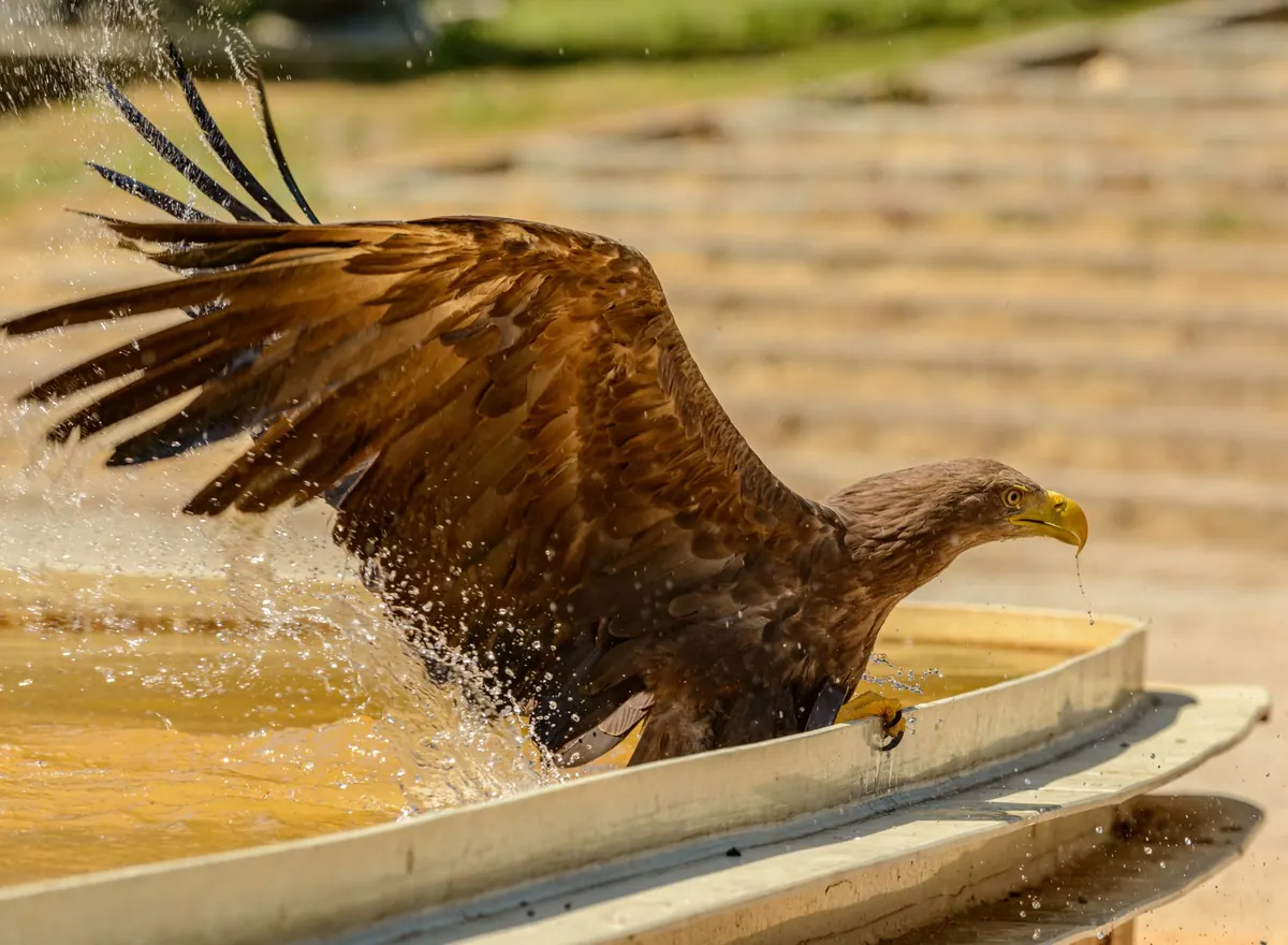 Bathing and Preening: Keeping Your Bird's Plumage in Good Condition