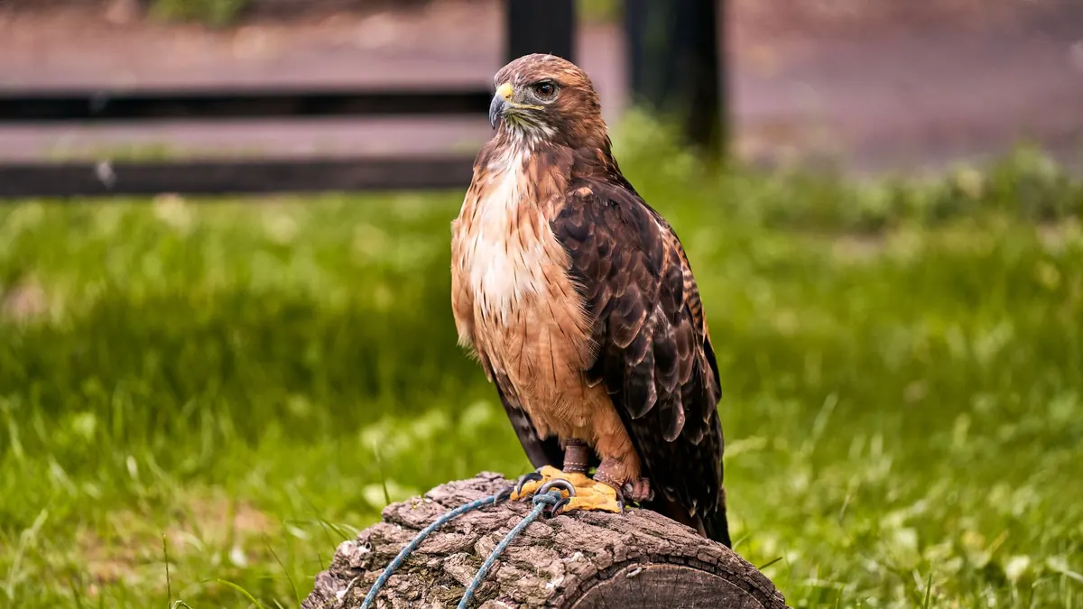 Block Perch vs Bow Perch: Which Suits Your Bird?