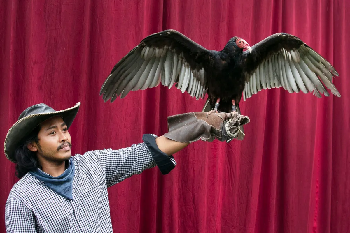 Falconry Gift Guide: Presents for the Falconer in Your Life
