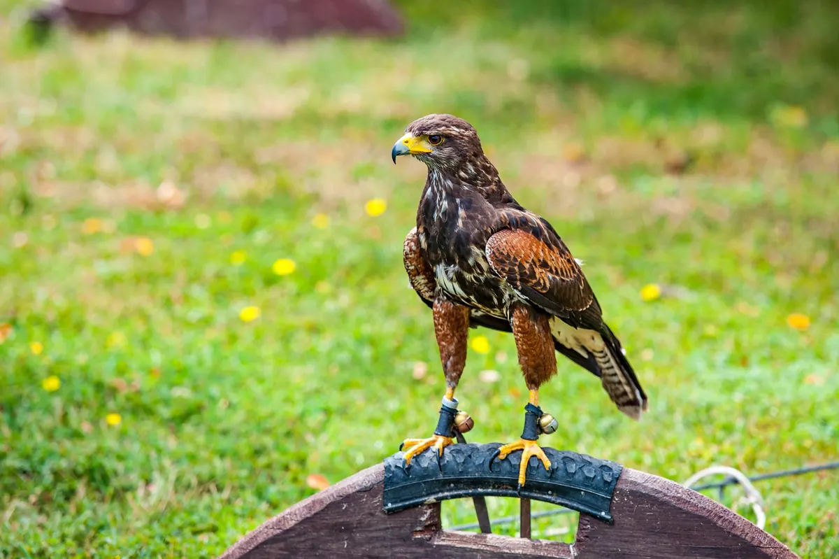 How to Choose the Right Perch for a Harris's Hawk