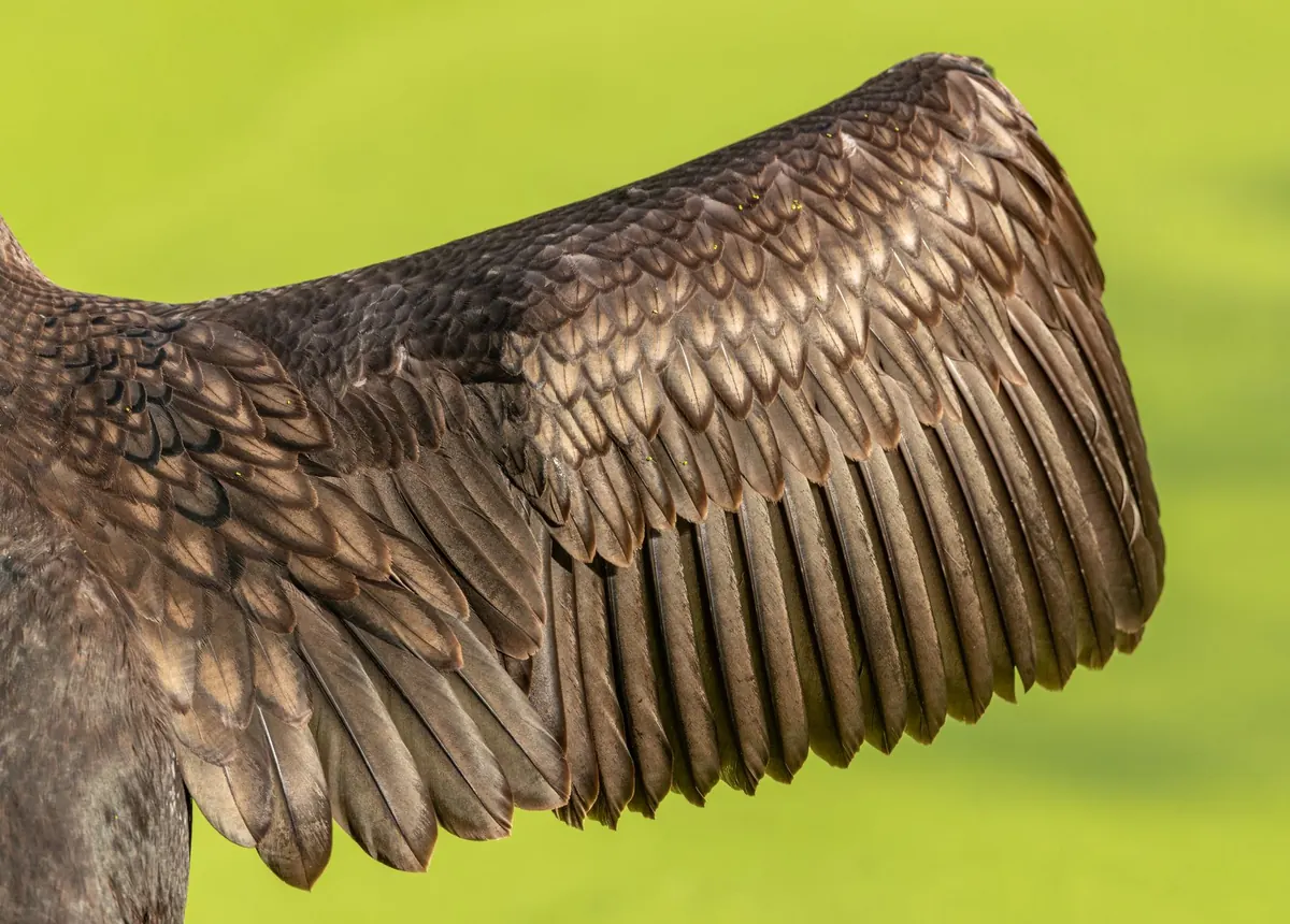 Moulting Season Care: Feeding and Perch Tips for Summer