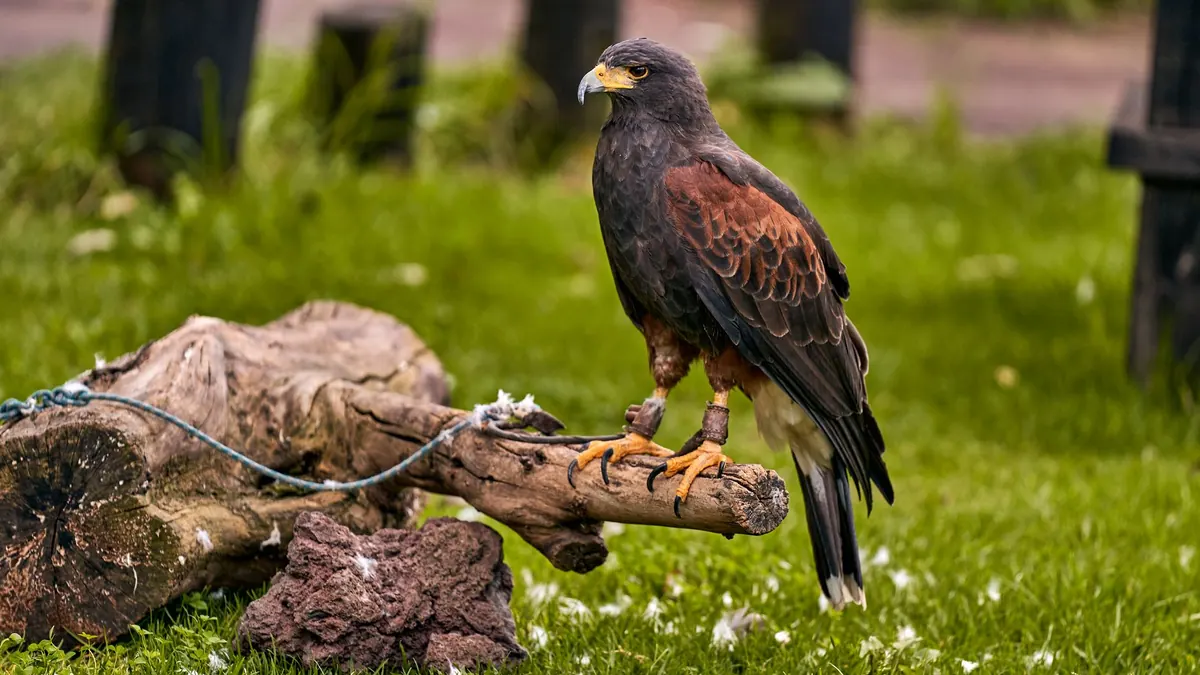 Weathering Your Hawk: Setting Up an Outdoor Tether for British Weather